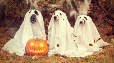 5 Easy DIY Halloween Costumes
